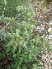 Potentilla astracanica
