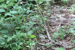 Heraclides rogeri rogeri