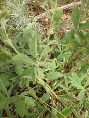 Potentilla astracanica