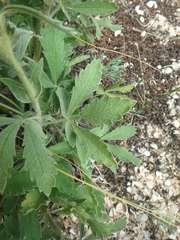 Potentilla astracanica