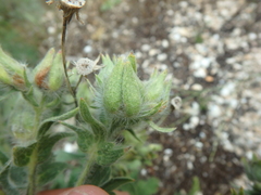 Potentilla astracanica
