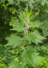 Leonurus quinquelobatus