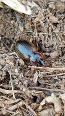 Tanystoma maculicolle