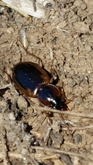 Tanystoma maculicolle