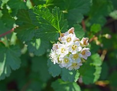 Physocarpus monogynus