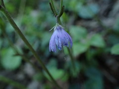 Soldanella carpatica