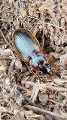 Tanystoma maculicolle