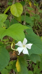 Echites yucatanensis
