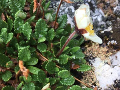 Dryas ajanensis