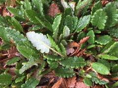 Dryas ajanensis
