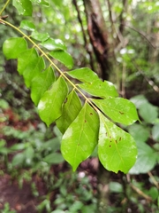 Picramnia antidesma