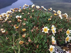 Dryas ajanensis