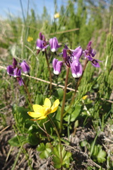 Primula frigida