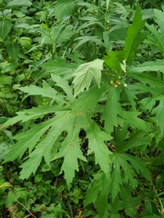 Napaea dioica