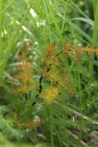Echinata rust
