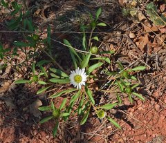 Townsendia grandiflora