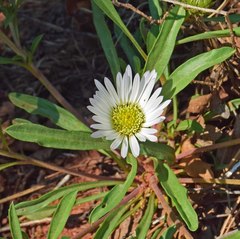 Townsendia grandiflora