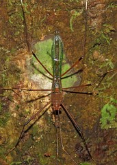 Colobathristidae
