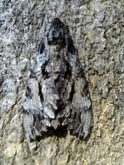 Isognathus rimosa