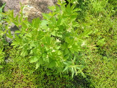 Geum laciniatum
