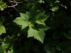 Ribes petraeum