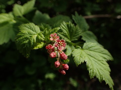 Ribes petraeum
