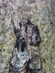 Isognathus rimosa