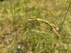 Festuca psammophila