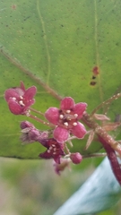 Ribes viburnifolium
