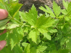 Geum laciniatum