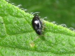 Longitarsus anchusae