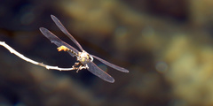 Erpetogomphus compositus