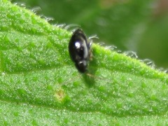 Longitarsus anchusae