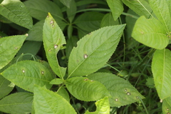 Cercospora mercurialis