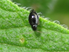 Longitarsus anchusae