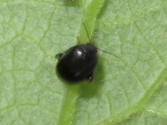 Scirtes hemisphaericus