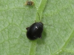 Scirtes hemisphaericus