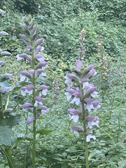 Acanthus mollis