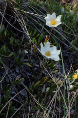 Dryas integrifolia