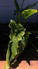 Zantedeschia aethiopica