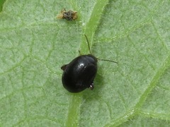 Scirtes hemisphaericus