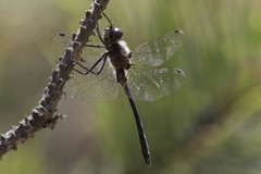 Dorocordulia lepida