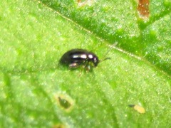 Longitarsus anchusae