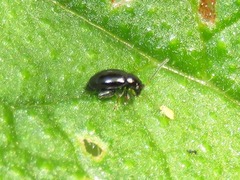 Longitarsus anchusae