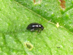 Longitarsus anchusae