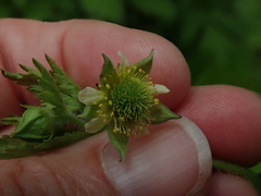 Geum laciniatum