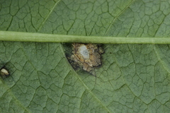 Cercospora mercurialis