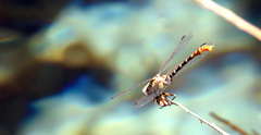 Erpetogomphus compositus