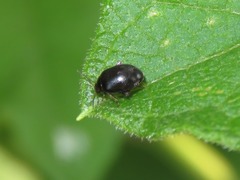 Scirtes hemisphaericus