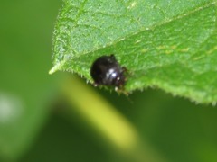 Scirtes hemisphaericus